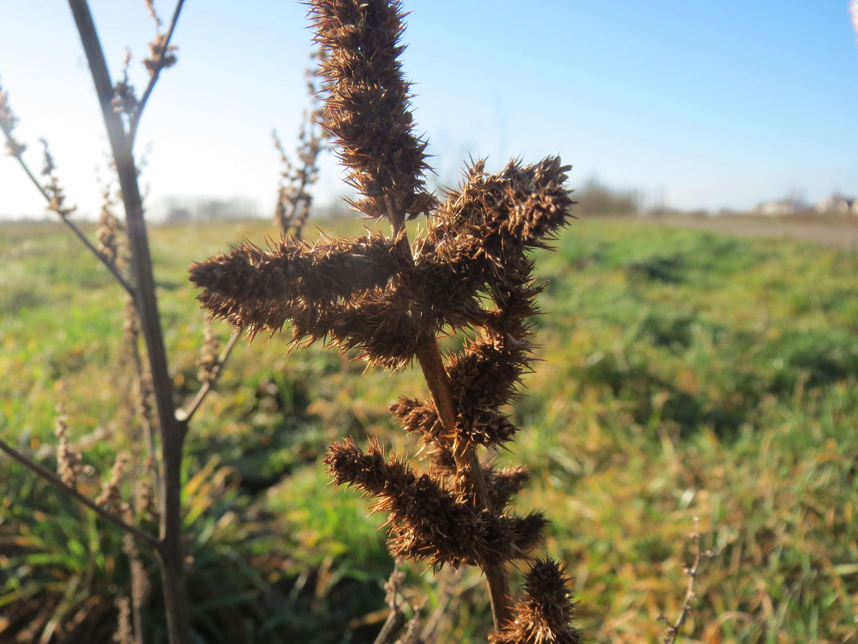 Image of redroot amaranth