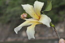 Image of Ceiba chodatii (Hassl.) P. Ravenna