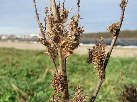 Image of redroot amaranth