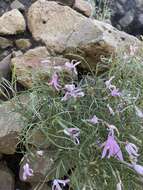 Imagem de Phlox colubrina Wherry & Constance