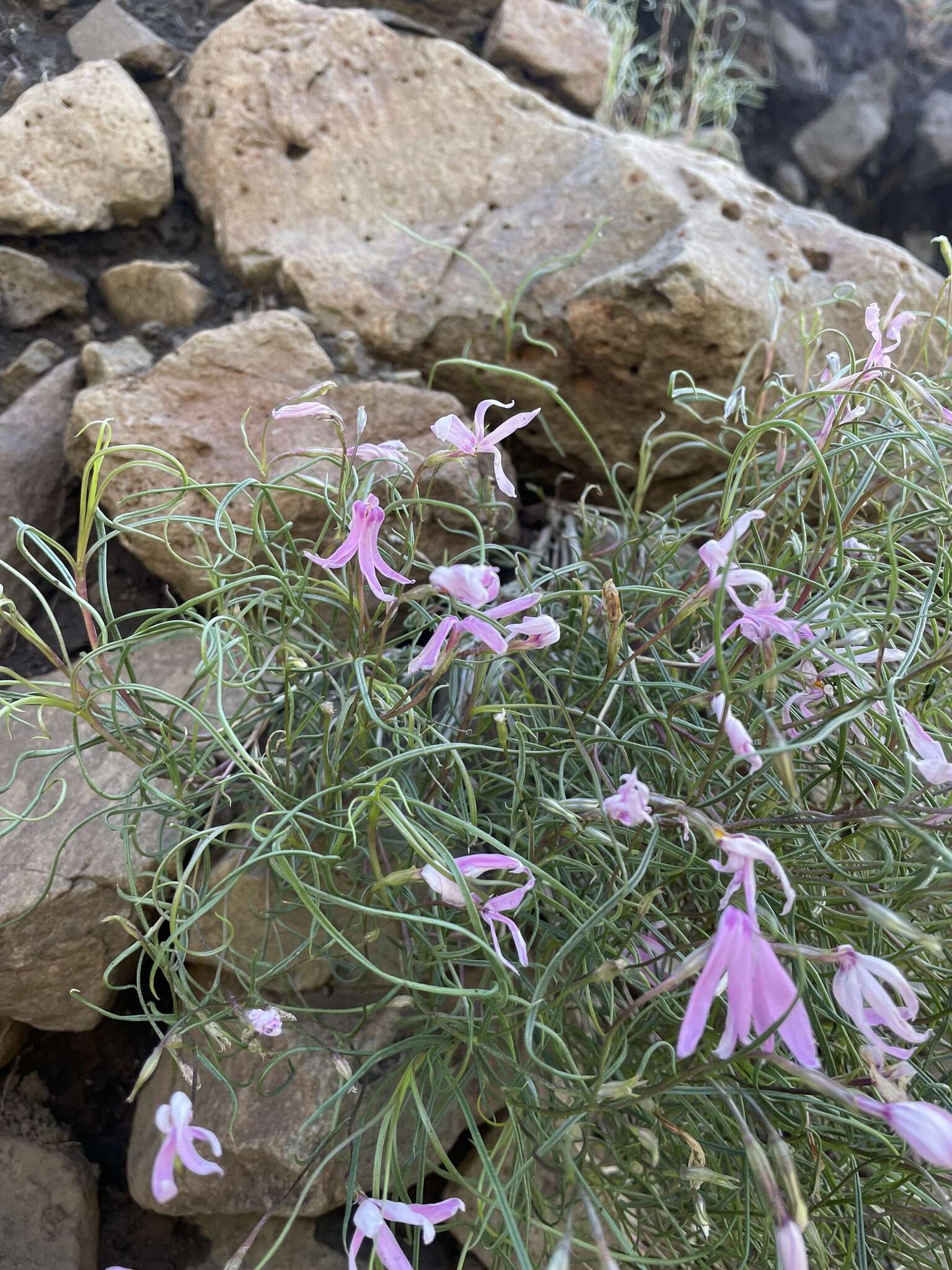 Imagem de Phlox colubrina Wherry & Constance