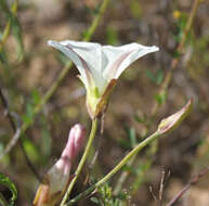 Image de Calystegia macrostegia subsp. intermedia (Abrams) Brummitt