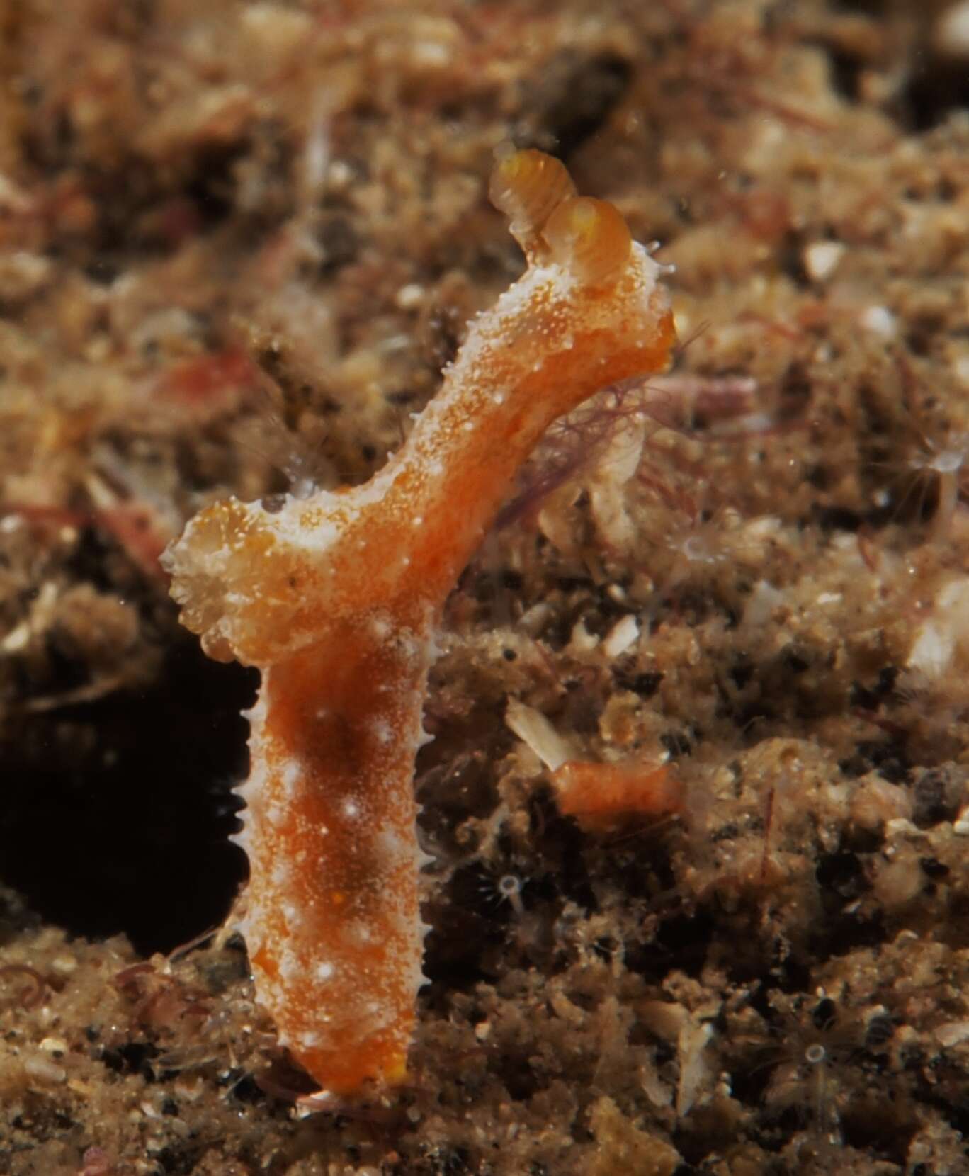 Image of Polycera Cuvier 1816