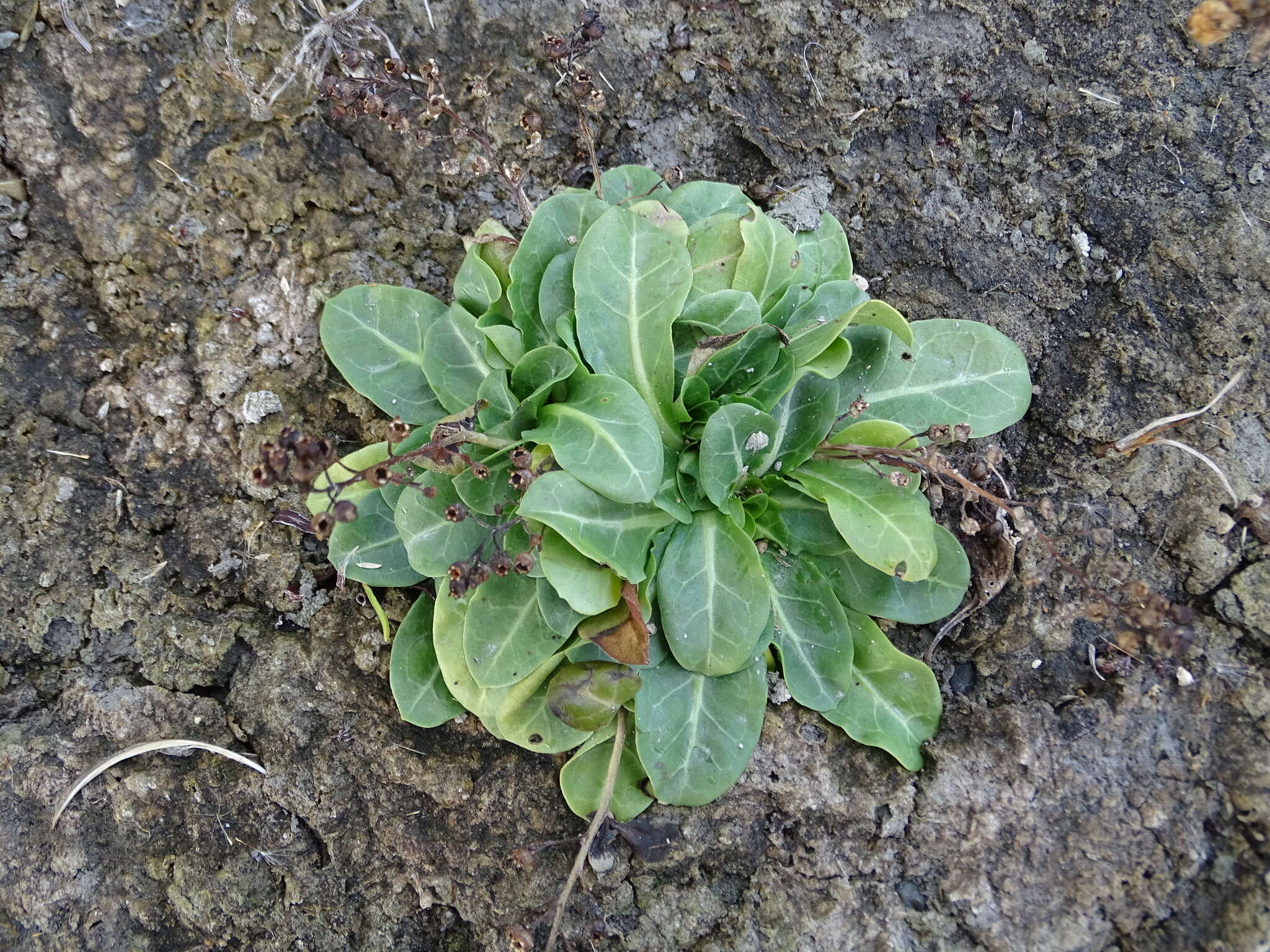 Image of seaside brookweed