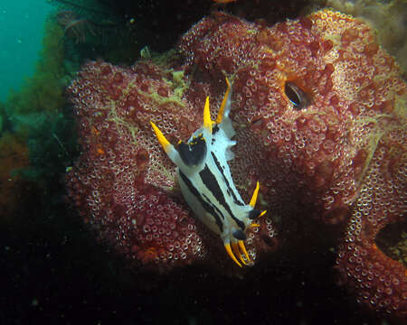 Image of Crowned nudibranch