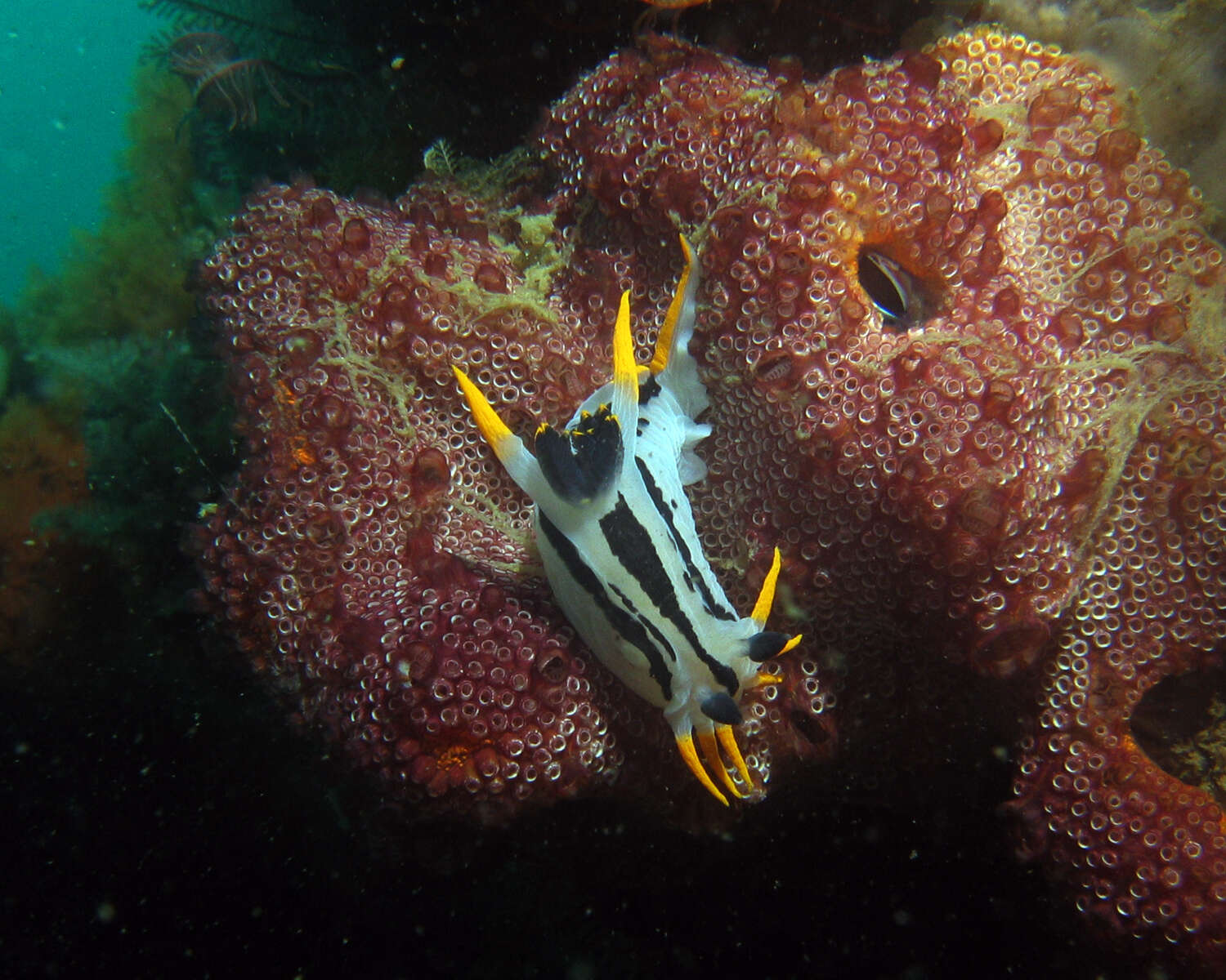 Image of Crowned nudibranch