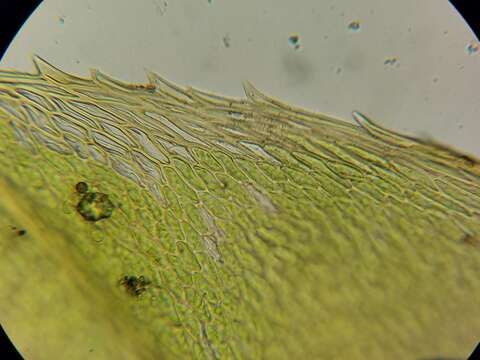 Image of Blytt's calcareous moss