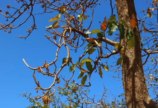 Image of moa tree