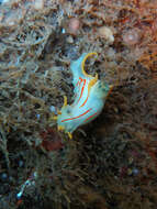 Image of Crowned nudibranch