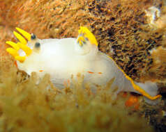 Image of Crowned nudibranch