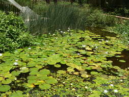 Image de Nénuphar bleu