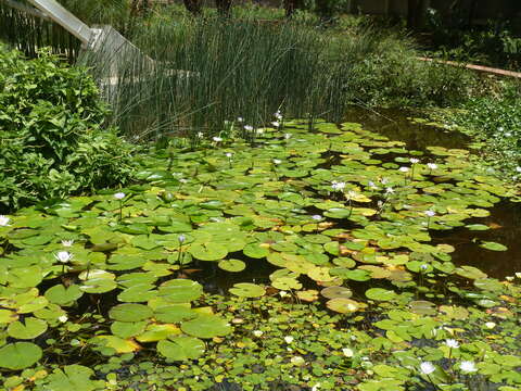 Image of Cape Blue Water-Lily