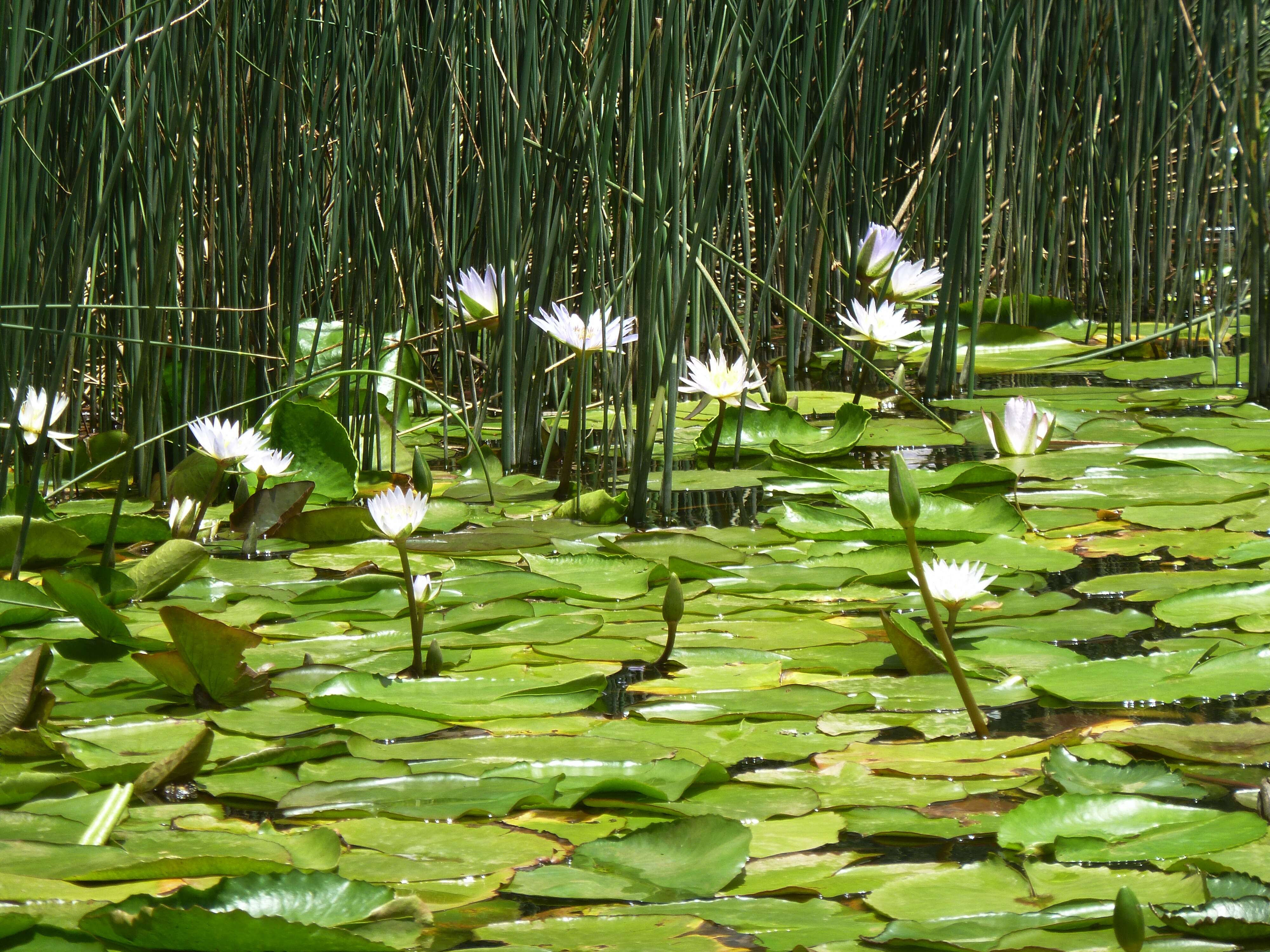 Image of Cape Blue Water-Lily