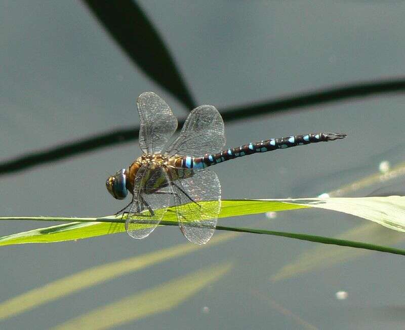 Image of Migrant Hawker