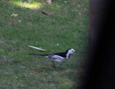 Image of Motacilla alba leucopsis Gould 1838