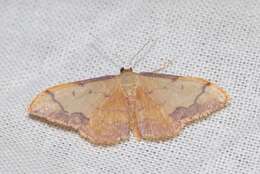 صورة Idaea ostrinaria