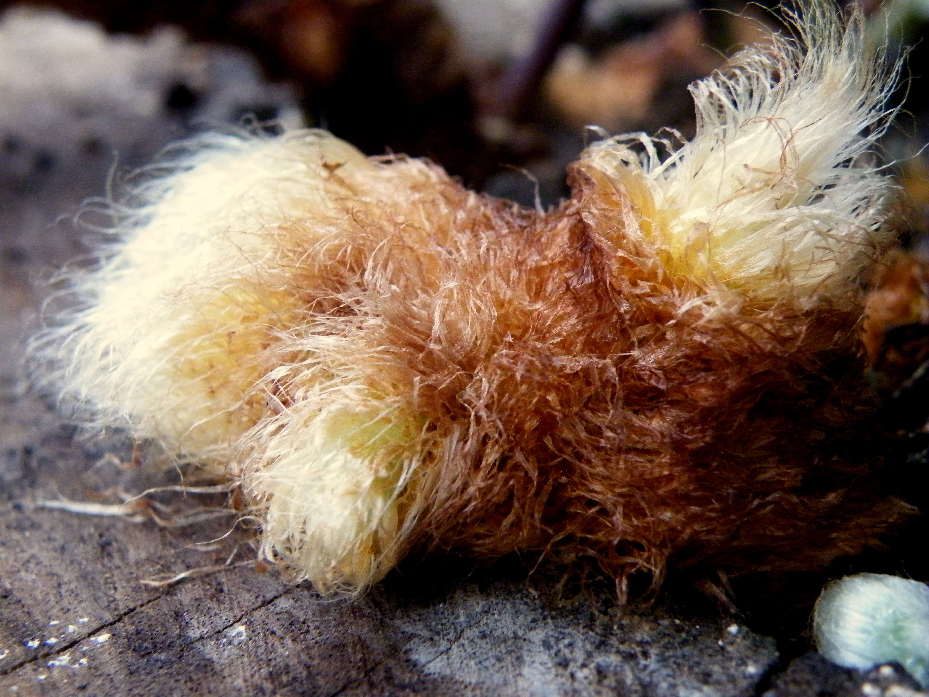 Image of golden polypody