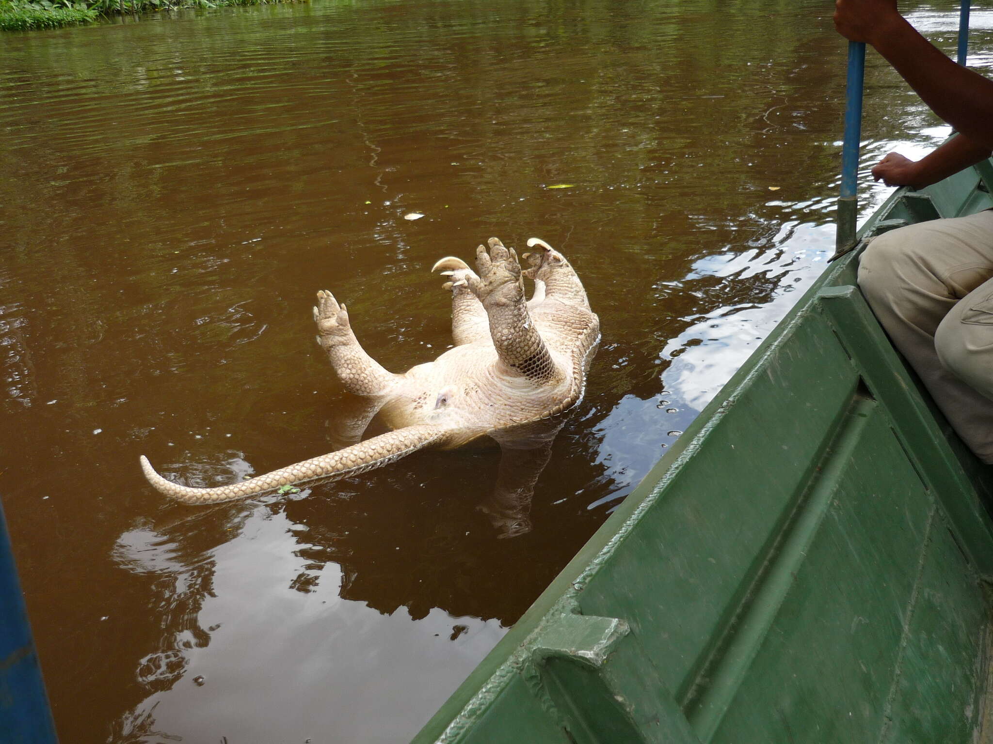 Image of giant armadillo