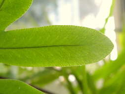 Image of golden polypody