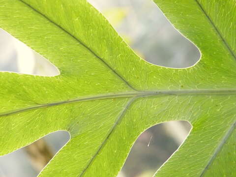 Image of golden polypody