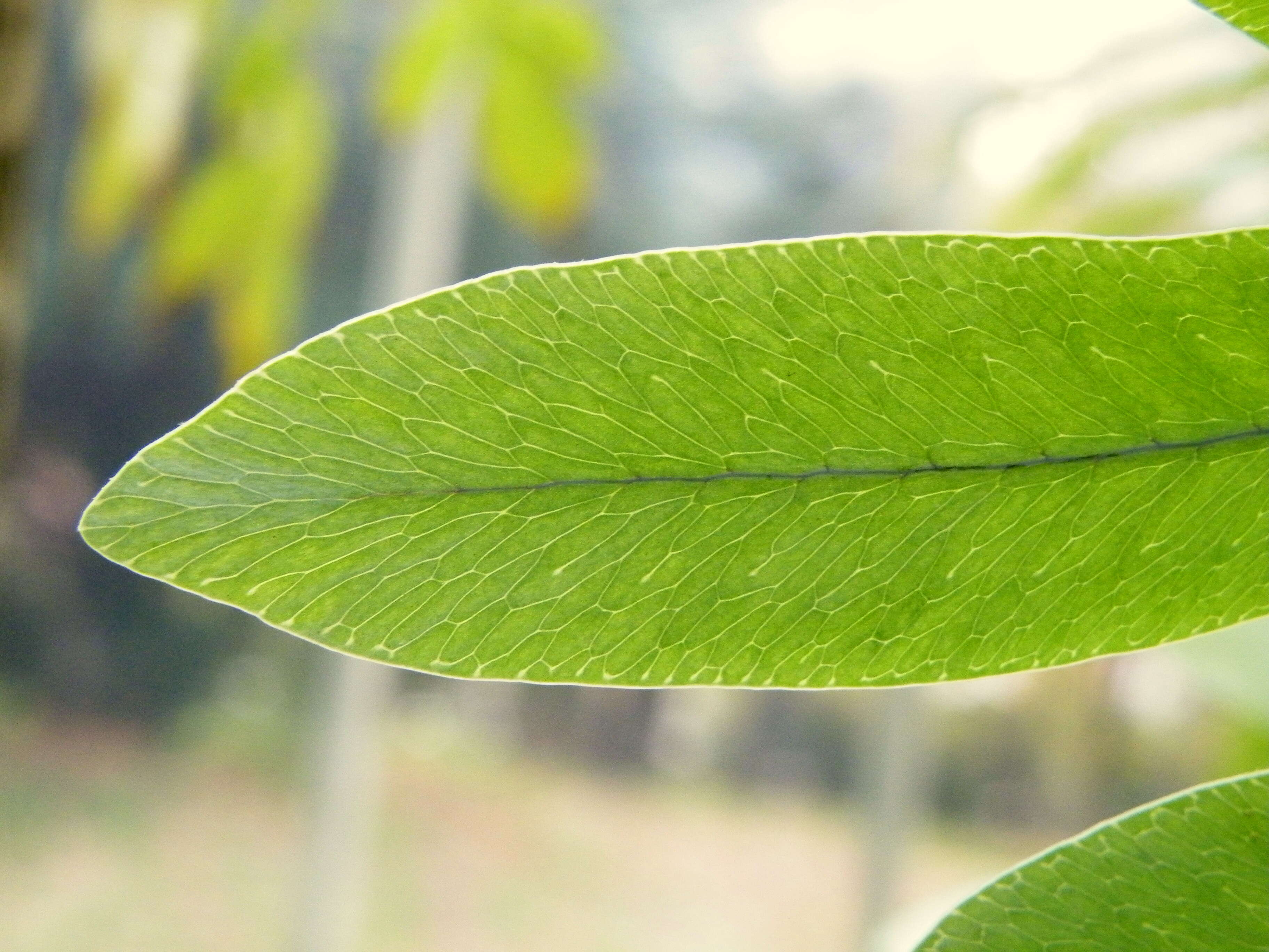 Image of golden polypody