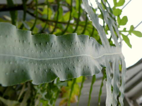 Image of golden polypody