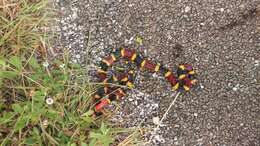 Image of Texas Coral Snake