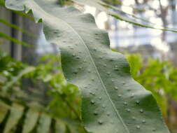 Image of golden polypody