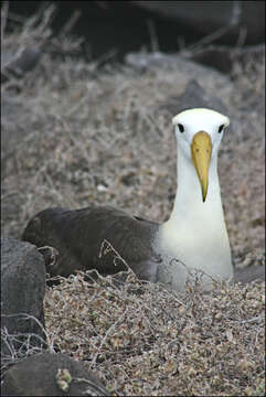 Image of Waved Albatross