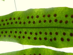 Image of golden polypody