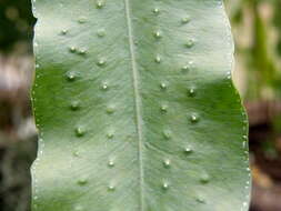 Image of golden polypody