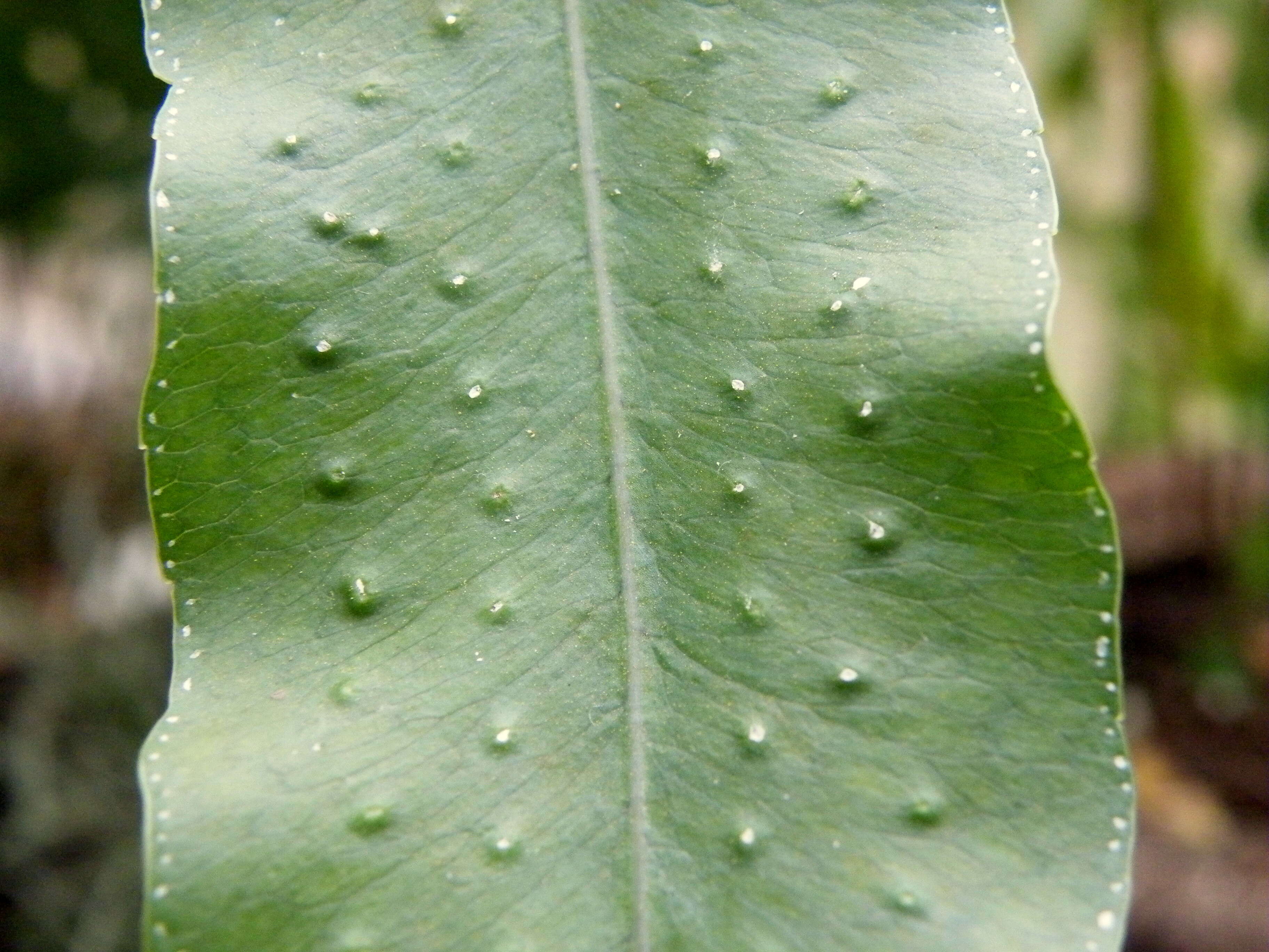 Image of golden polypody