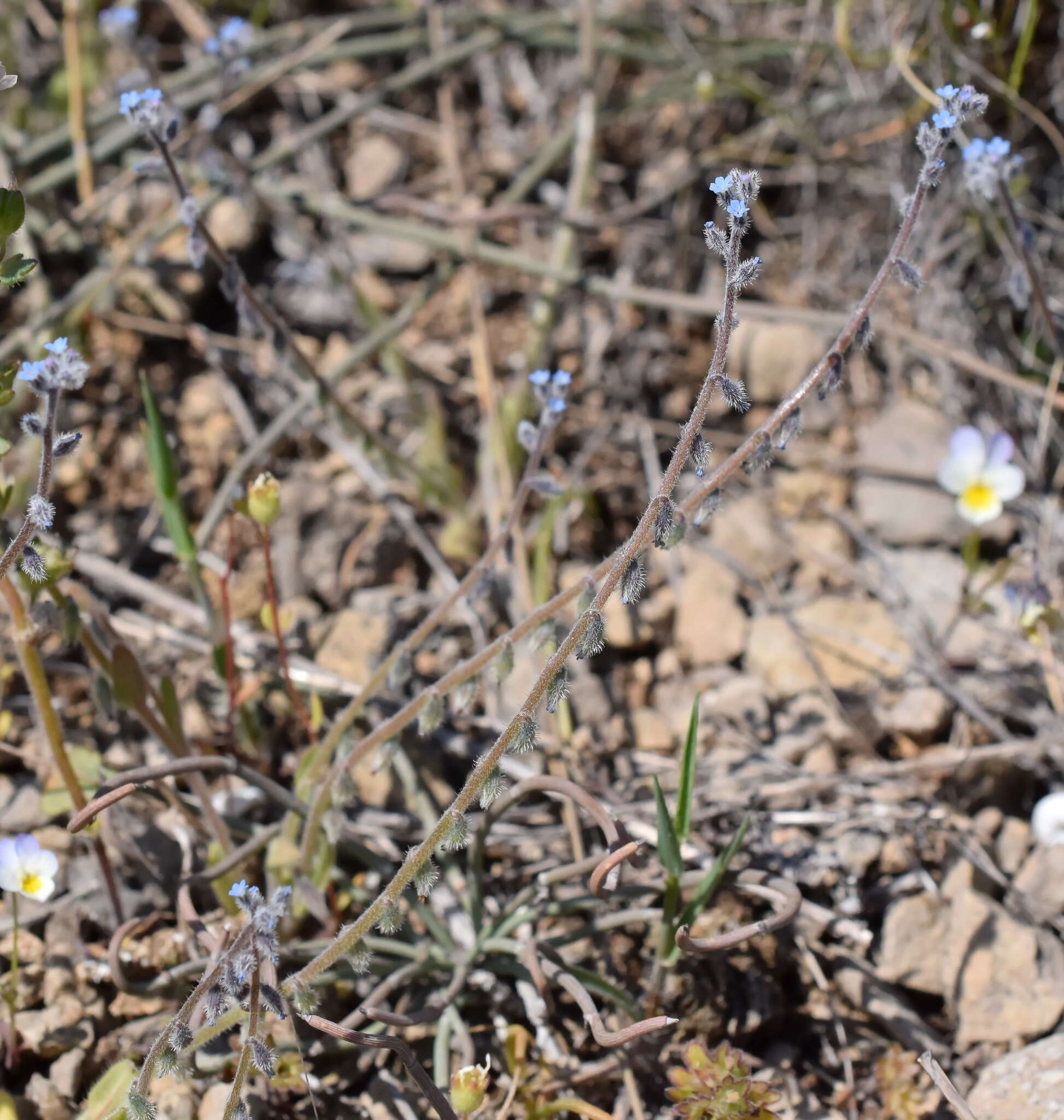 Image of Myosotis refracta Boiss.