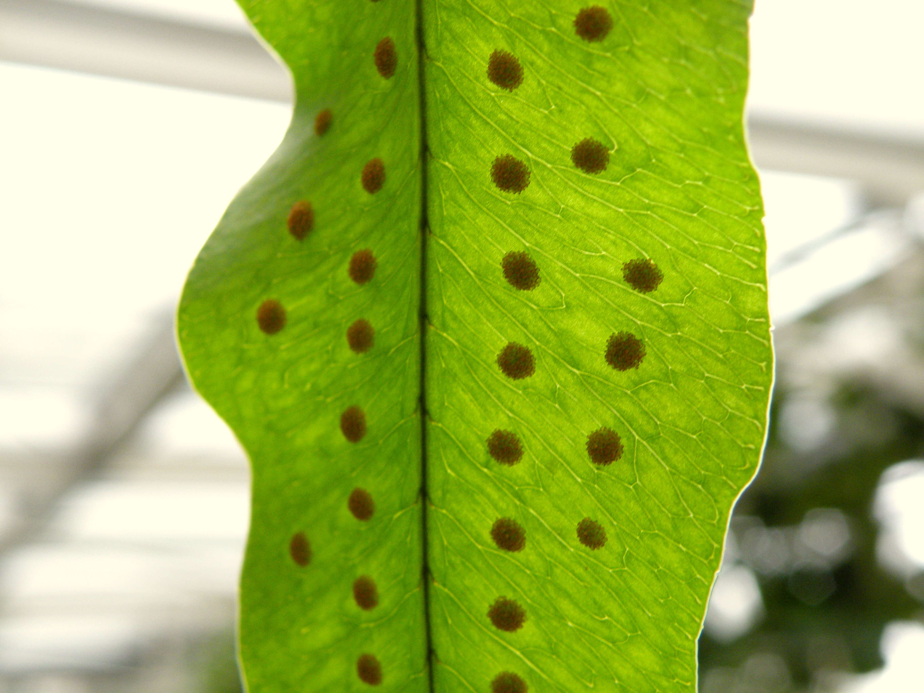 Image of golden polypody