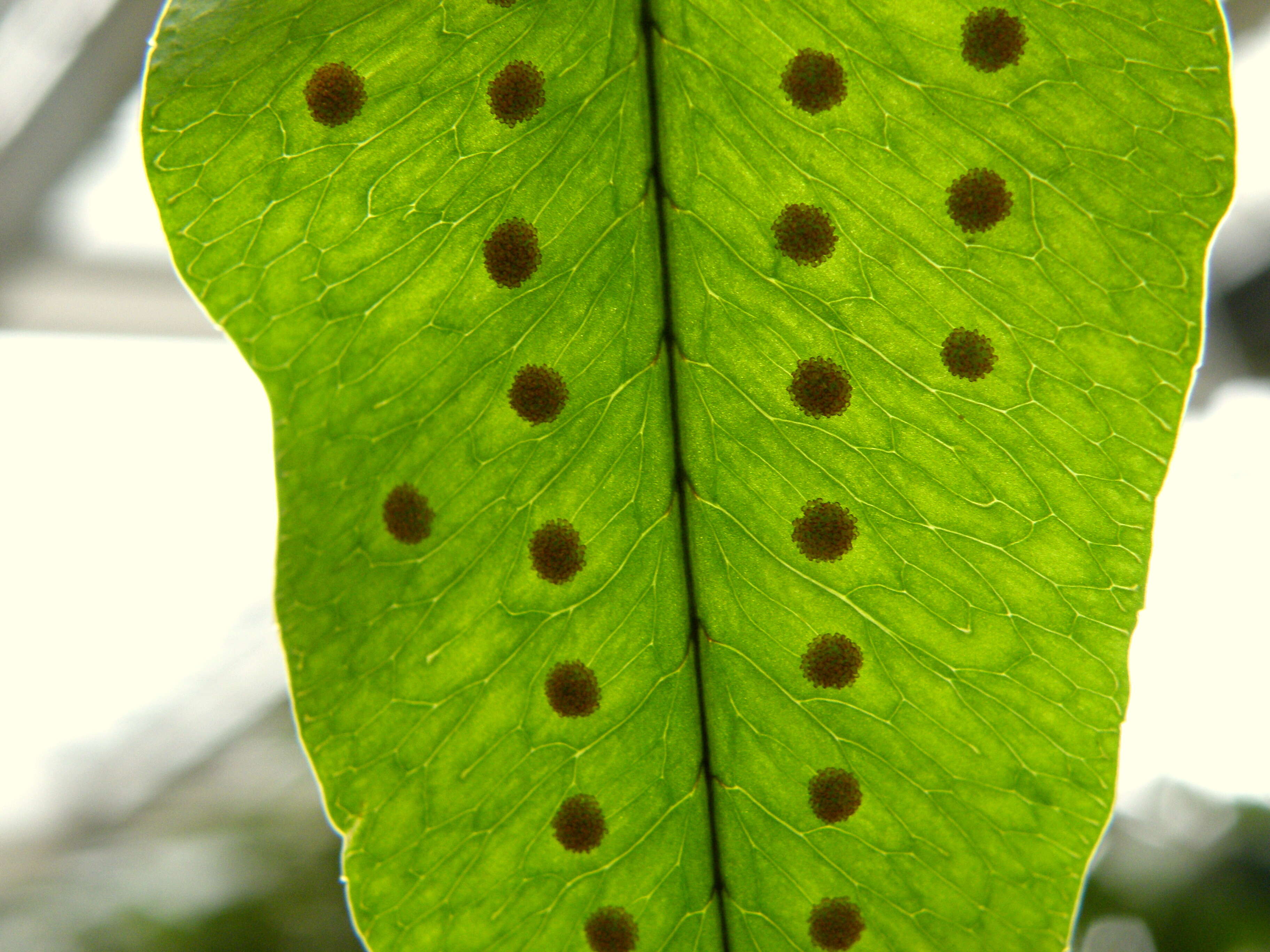 Image of golden polypody