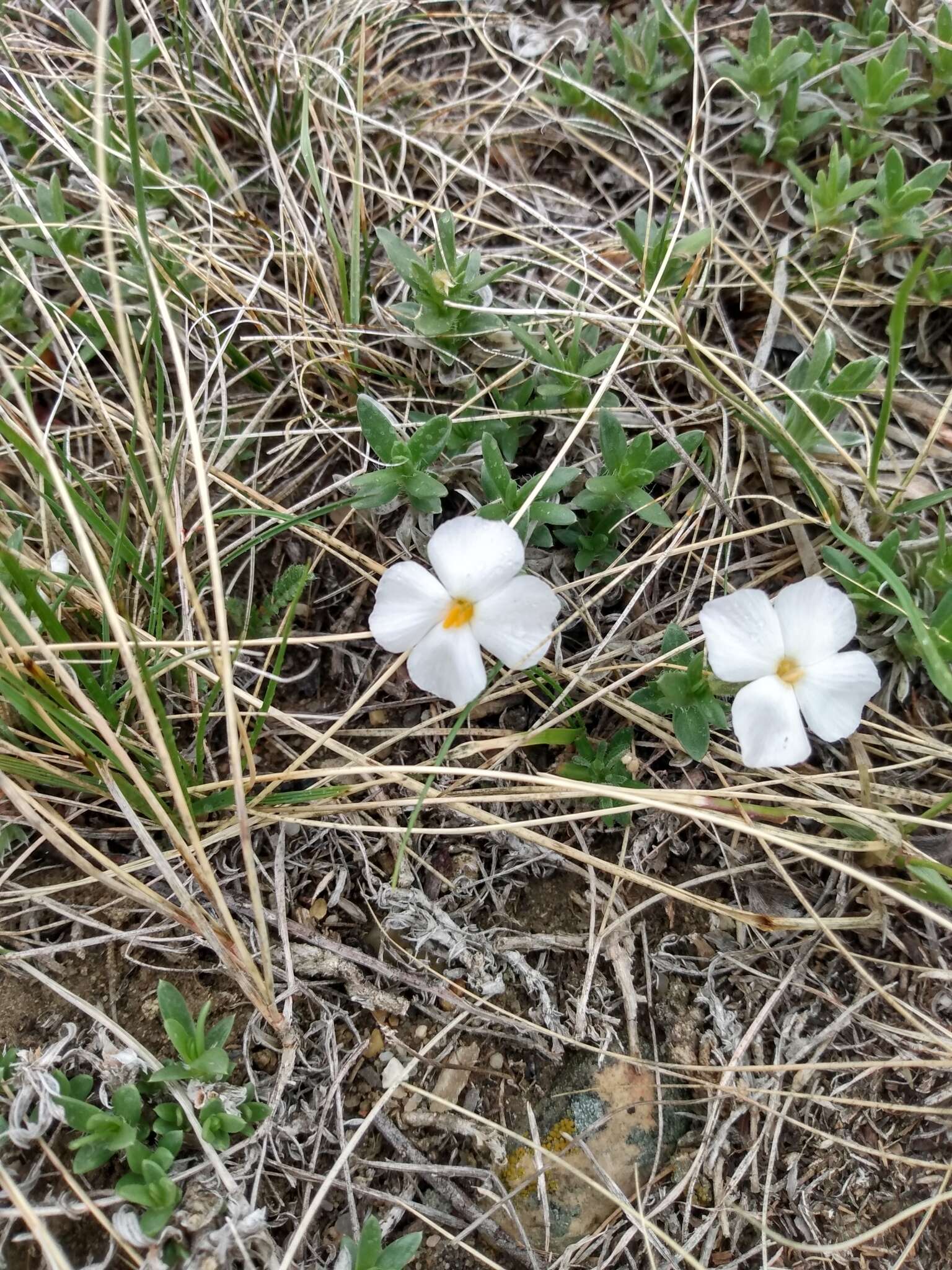 Image of alyssumleaf phlox