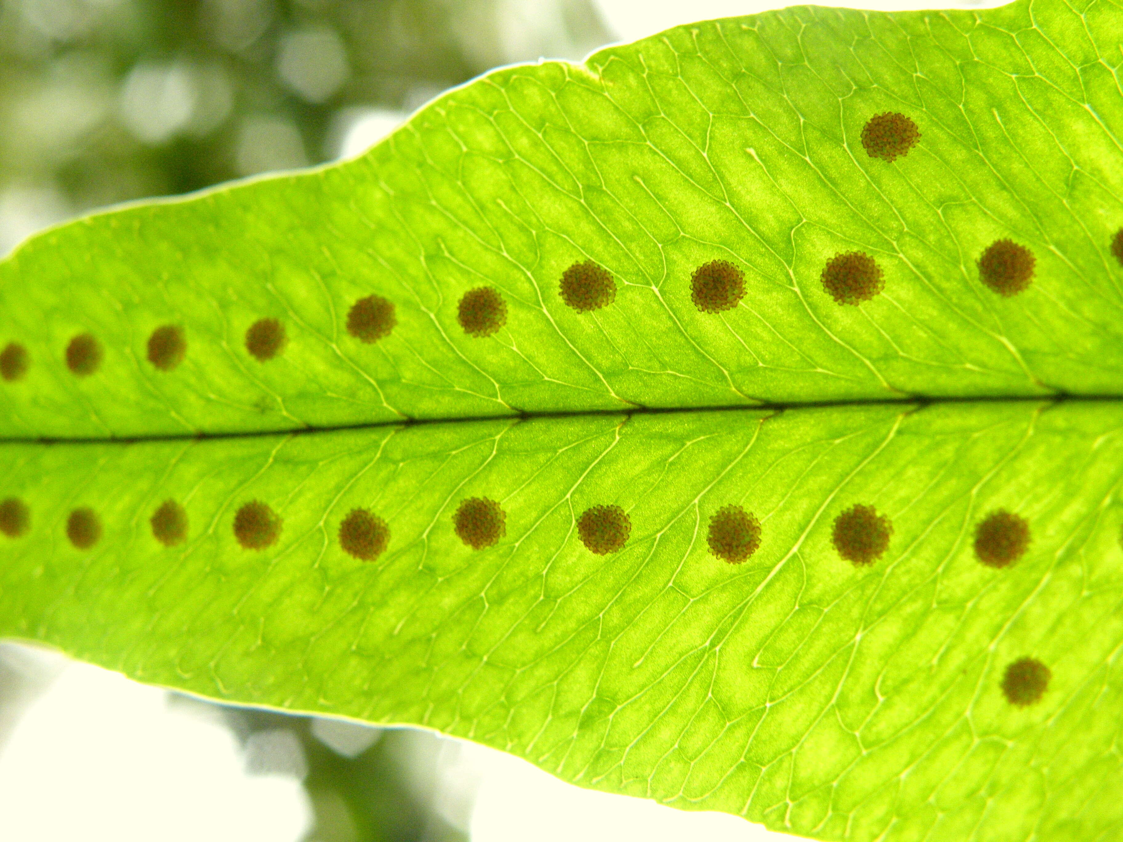 Image of golden polypody