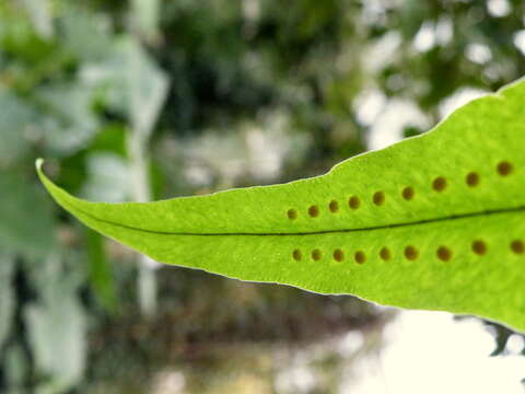 Image of golden polypody