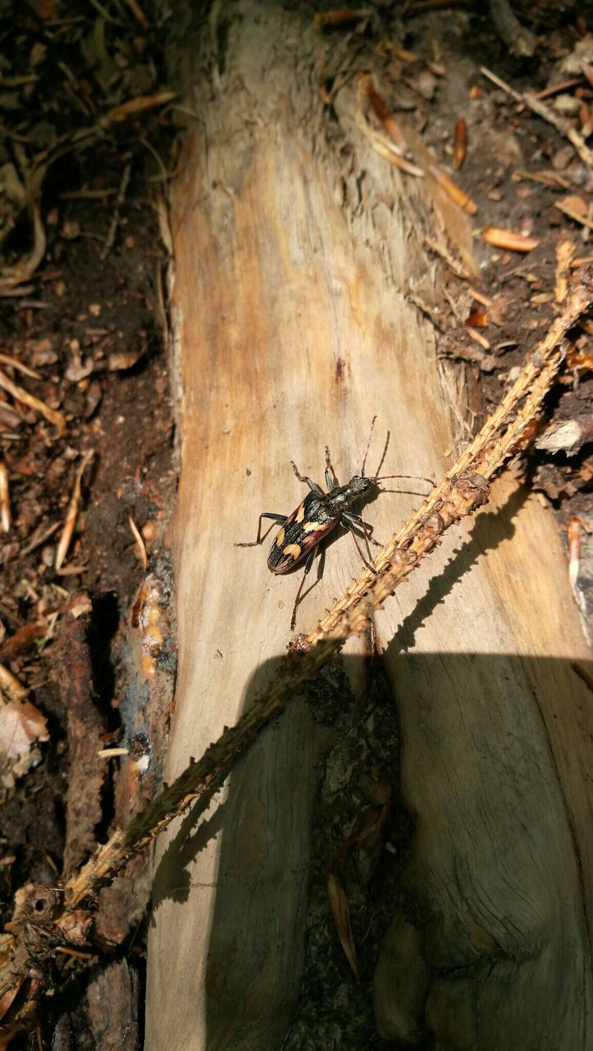 Image of Two-banded longhorn beetle