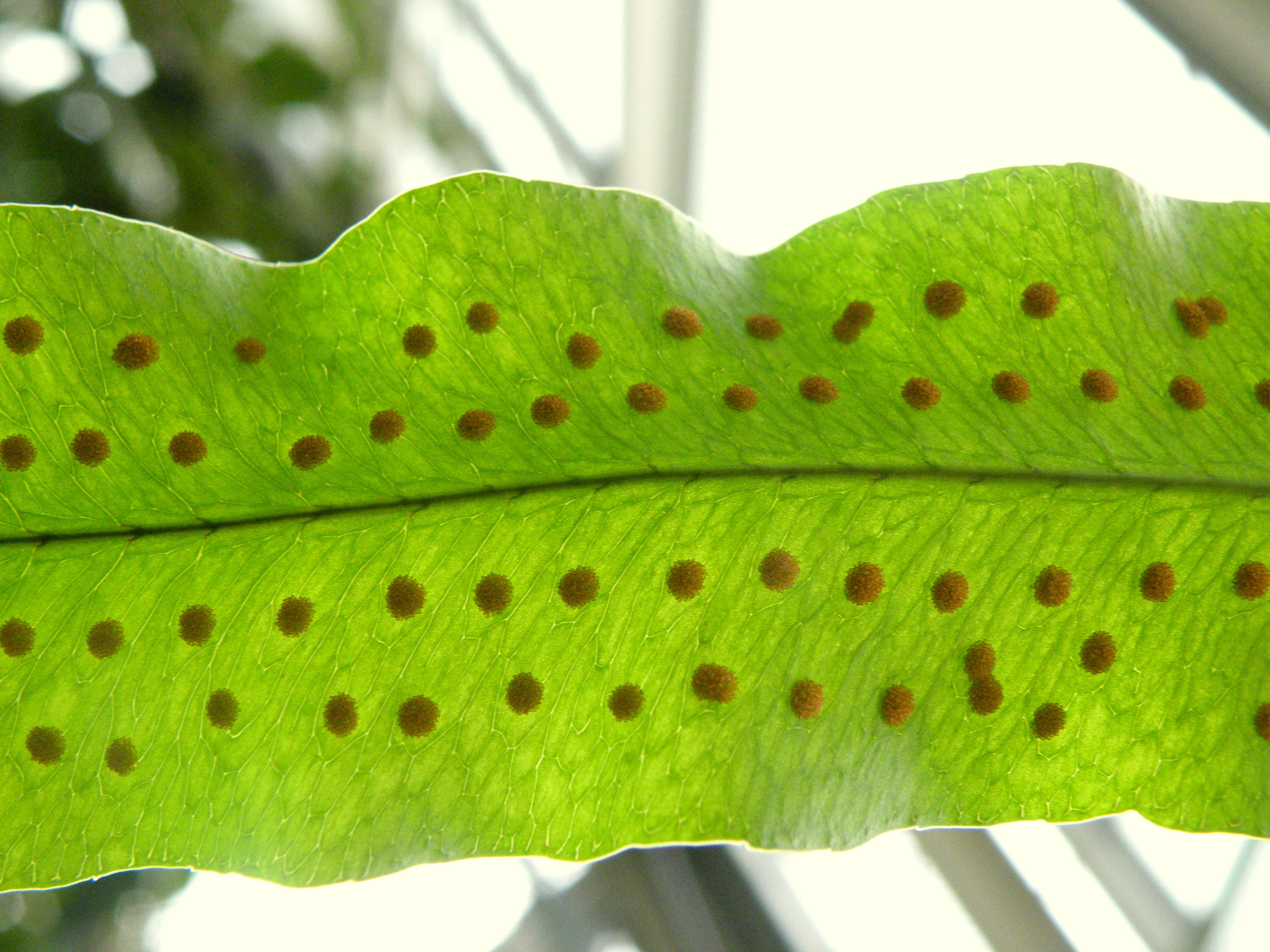 Image of golden polypody