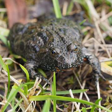 Image of Fire-bellied Toad