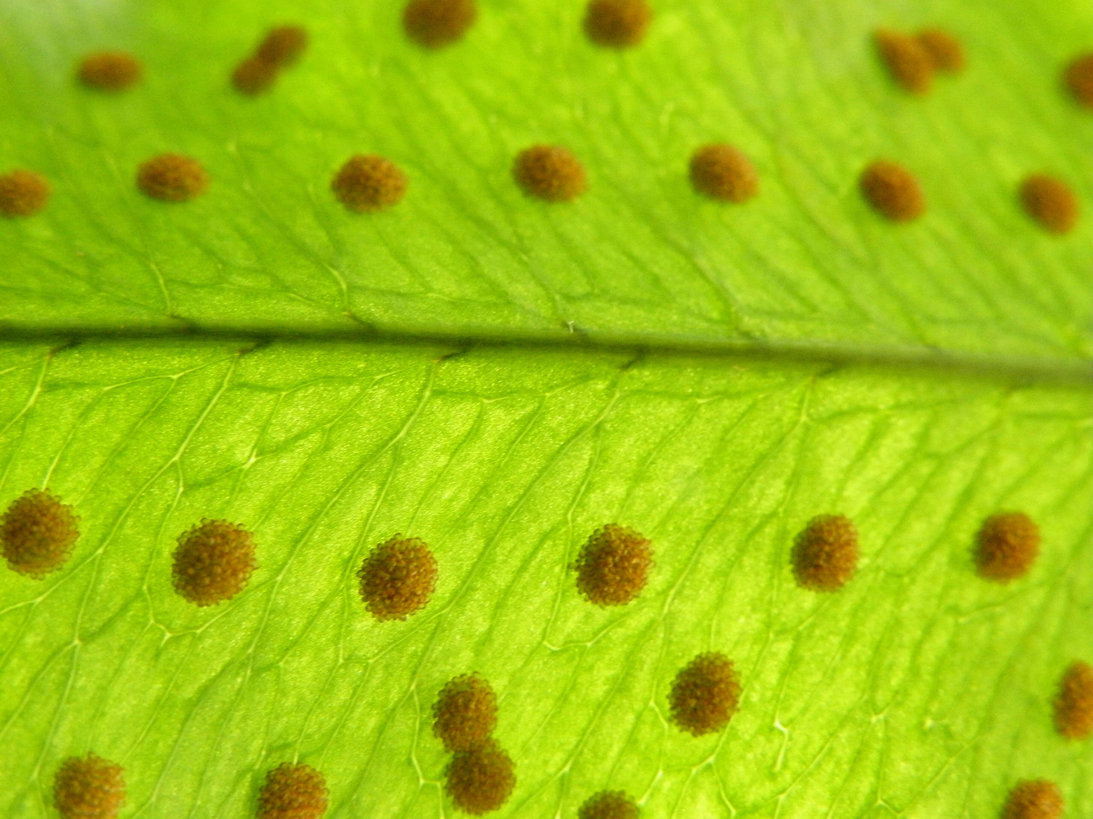 Image of golden polypody