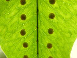 Image of golden polypody