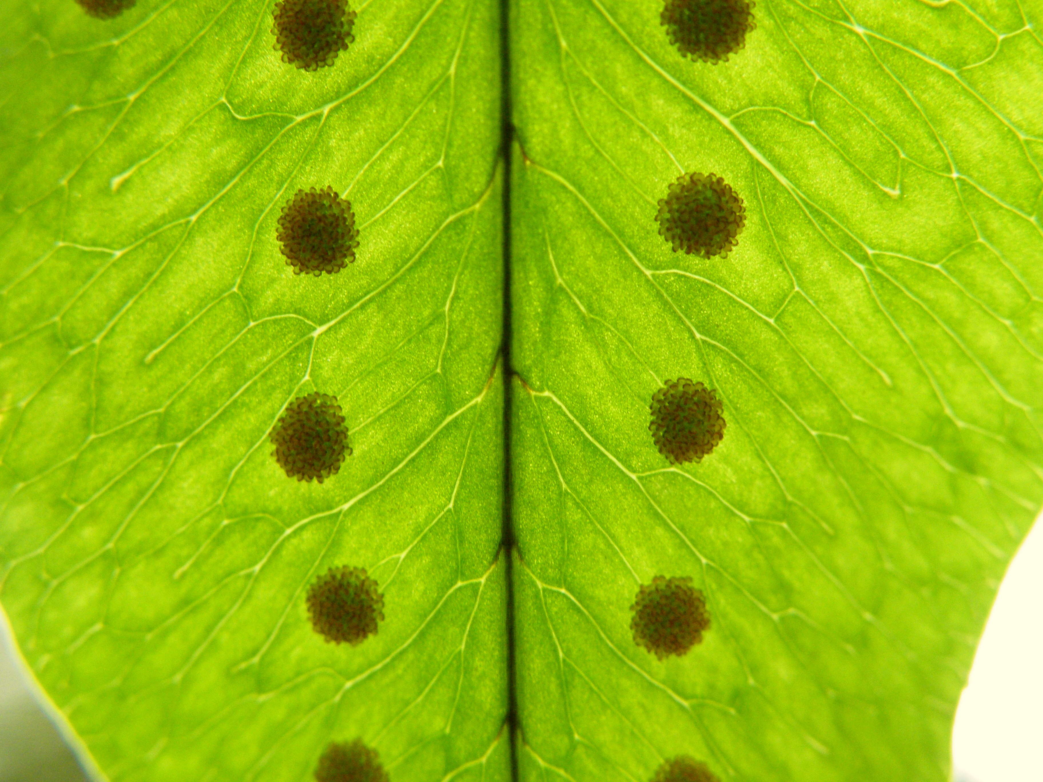 Image of golden polypody