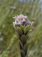 Image of Leucadendron dubium H. Buek ex Meissn.