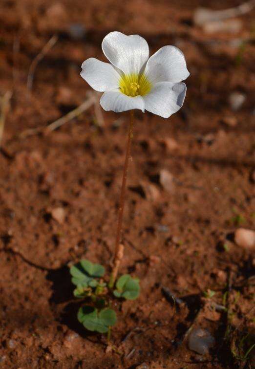 Image of Oxalis dreyerae Oberl. & Roets