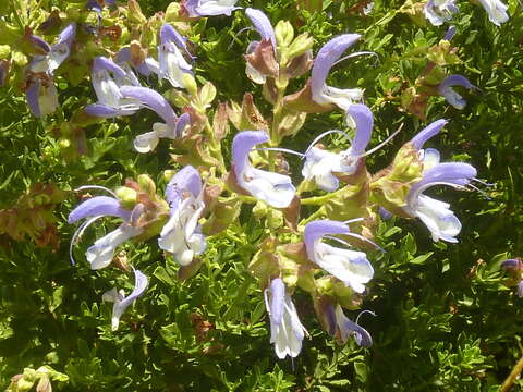 Salvia chamelaeagnea Berg. resmi