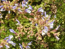 Salvia chamelaeagnea Berg. resmi