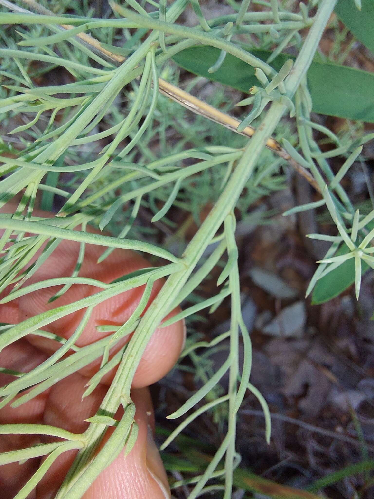 Image of Thesium celatum N. E. Br.