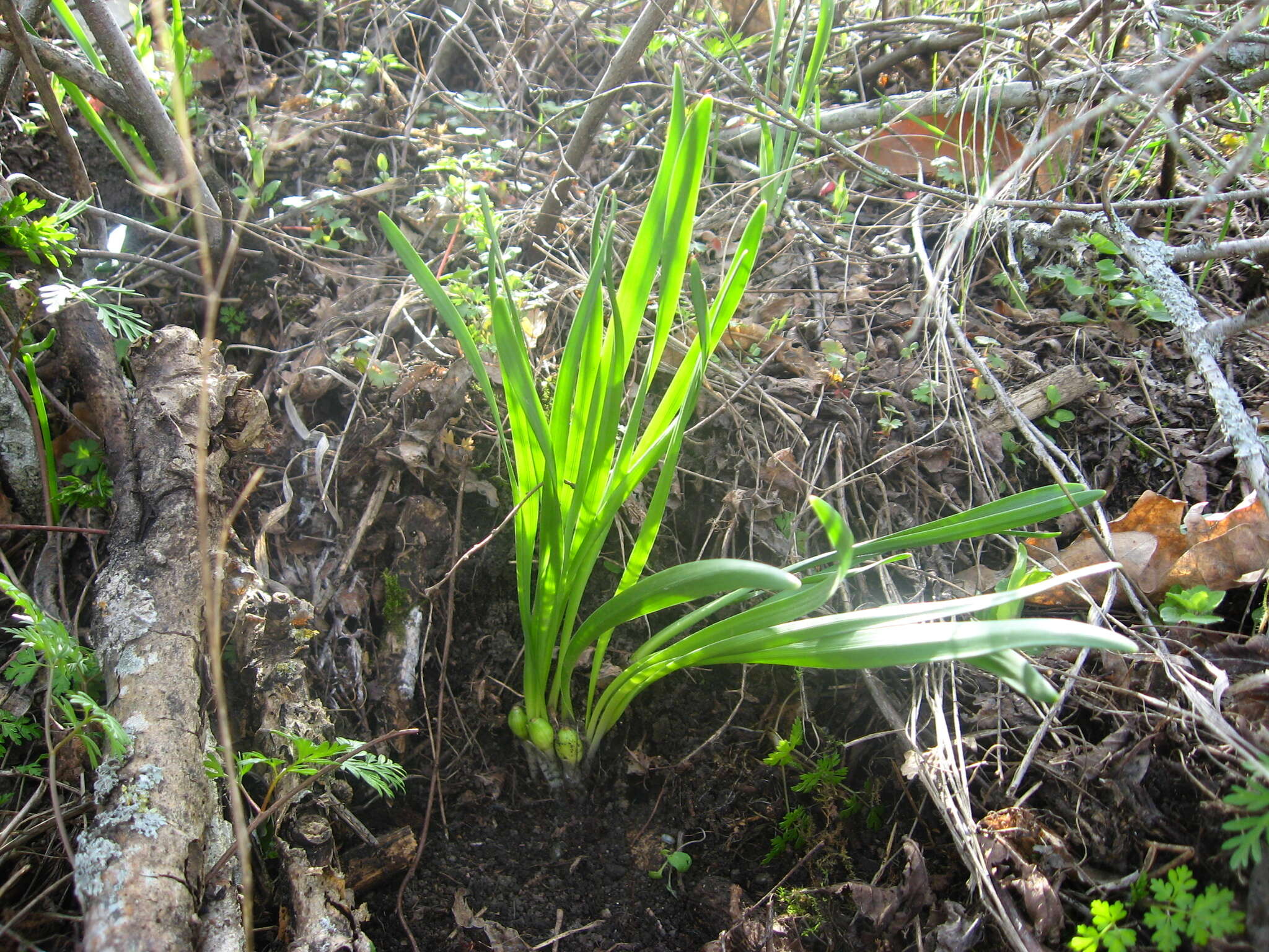 Image of Slender Sternbergia